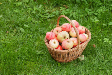 Fresh organic apples in basket on summer grass in nature garden is ready for harvest. Fruit background. Concept of gardening, harvesting and healthy eating. Copy space for site