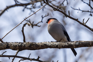 春の森の中のウソというかわいい小鳥