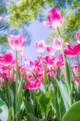チューリップ