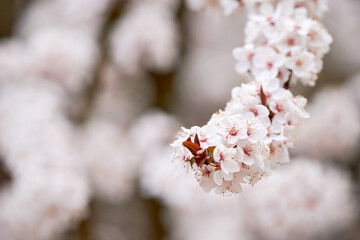 Branch of a cherry tree with cherry blossoms in spring