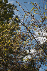 Pussy willow tree with flowers against blue sky background 