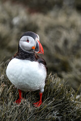 Iceland 