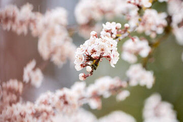 Branch of a cherry tree with cherry blossoms in spring