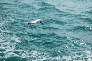 Fototapeta premium Blue sea and flaying seagull. seagull in the sea. A seagull flying in the sea.