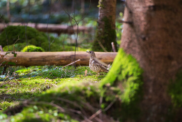 Bird with black spots near a tree on the ground.