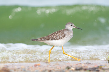 A lesser yellow legs foraging on a sandy beach on a bright sunny day 