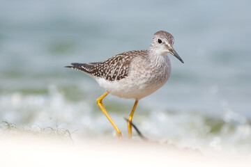 A lesser yellow legs foraging on a sandy beach on a bright sunny day 