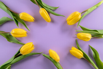 yellow tulips lined oval on a light purple background with copy space for greeting card