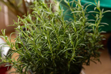 Rosemary grows on the windowsill at home