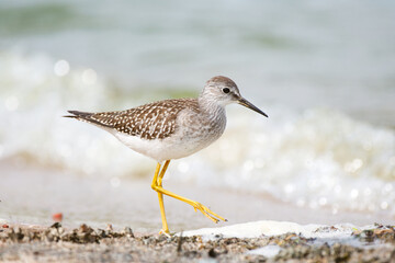 A lesser yellow legs foraging on a sandy beach on a bright sunny day 