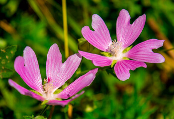 Fototapeta premium Photo of pink flower on natural green background