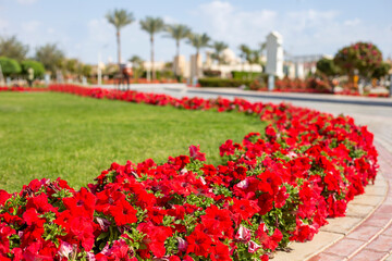 Red petunia flower meadow. Floral background of red petunias flowers in the park