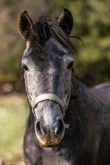 Portrait of a beautiful dark gray horse looks in the camera on natural green summer background, head closeup. Grey Dapple Horse Portrait Front.