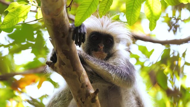 Funny looking Zanzibar red colobus monkey watching at camera calmly and curiously. Smiling primate sitting on tree branch encounter tourist during safari. Concept of wildlife, nature, fauna, tanzania.