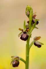 Orquídea abejera de la Pasión (ophrys passionis) en un bosque primaveral