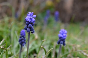 small spring blue-purple flowers