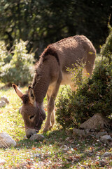 A young sweet donkey calf face. Miniature domestic donkey foal in field. Portrait of cute donkey