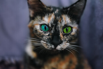 Small cat with green eyes close-up. Portrait of pet. Multicolored pussycat sits and looks at camera.