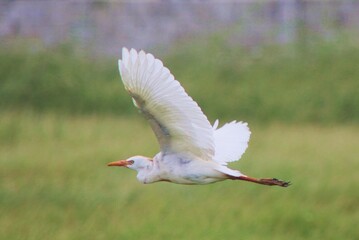 Cattle Egret Bird in Flight