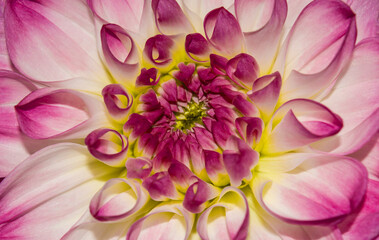 Fototapeta premium Photo of close-up abstract pink flower background, one flower texture