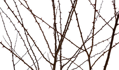 Photo of tree spines on acacia branch isolated on white background