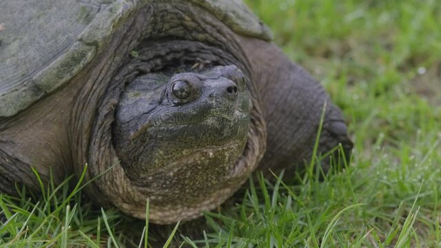 Close Up of a Snapping Turtle on Green Grass