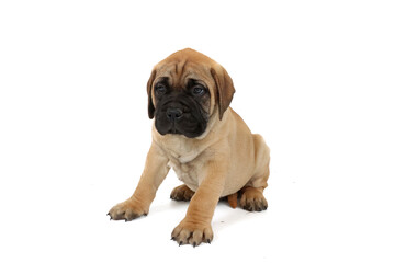 Obraz premium Bullmastiff puppy isolated on white