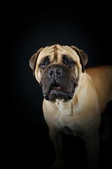 Bullmastiff isolated on black background