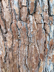 Fototapeta premium Close up macro image texture golden bark tree