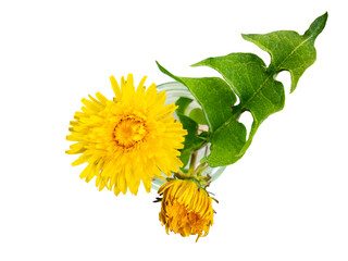Taraxacum officinale, the dandelion or common dandelion with leaf, isolated on white background. Flat lay, top view. © Marco