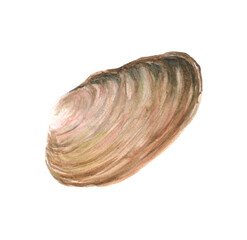 Watercolor hand drawn river shell
