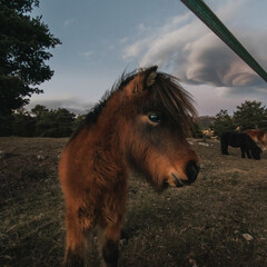 A pony in the countryside