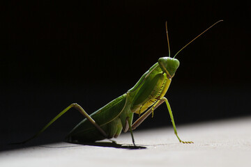 Praying Mantis. Out of the darkness into the light