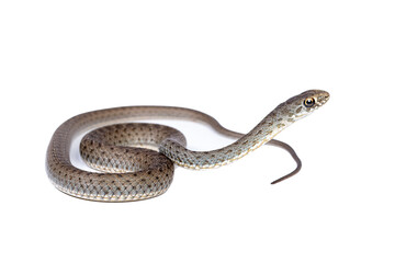 young Montpellier snake (Malpolon monspessulanus) in white background