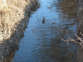 Duck enjoy in the wild stream