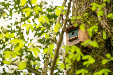 Man made Bird house in a tree in  spring forest