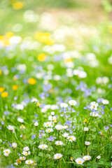 Summer forest: fresh green grass, bright flowers. Selective focus 
