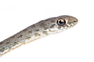 young Montpellier snake (Malpolon monspessulanus) in white background