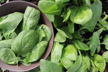 Fototapeta na wymiar Farmer in the garden harvesting spinach, fresh farm vegetable, harvest in organic farm