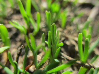 Obraz premium grass growing in the garden, flowers, spring, spring flowers, snowdrops, primroses, in the forest,