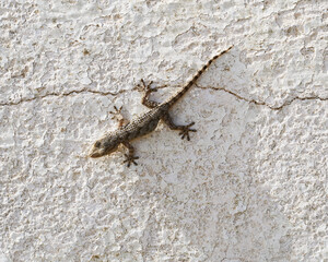 Beautiful Lizard (Lepidodactylus lugubris, the mourning gecko) at a wall, Garraf, Catalonia, Spain