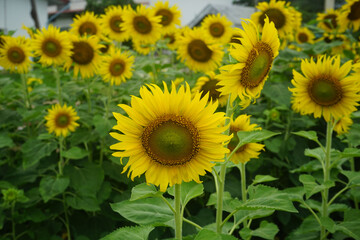 Naklejka premium Sunflowers on a nature background. Organic Farming, Smallholding, Gardening, health concept, nature concept.