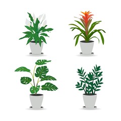 Set of trendy potted plants for home monstera, zamioculkas, guzmania, spatifillum. Isolated on white background. Colored flat vector illustration.