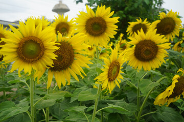 Sunflowers on a nature background. Organic Farming, Smallholding, Gardening, health concept, nature concept.
