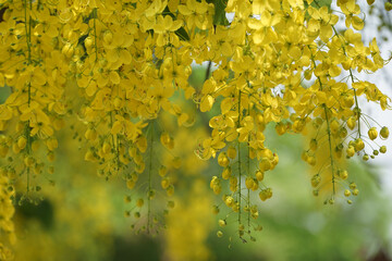 Ratchaphruek or Multiply flowers, Cassia fistula L. or golden shower are blooming on the tree. Tropical yellow flowers that bloom in summer. Symbol of Songkran Festival.