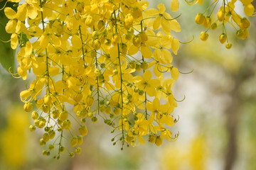 Ratchaphruek or Multiply flowers, Cassia fistula L. or golden shower are blooming on the tree. Tropical yellow flowers that bloom in summer. Symbol of Songkran Festival.