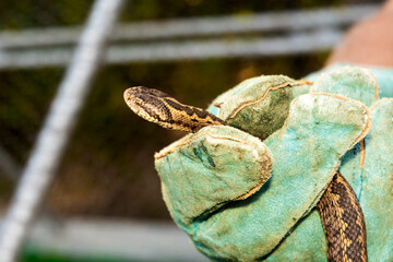 Examination and measurement of a Hungarian meadow viper
