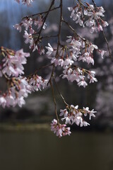 Hanging cherry blossoms