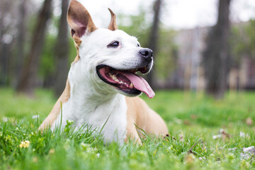 Portrait of happy and cute American Staffordshire Terrier