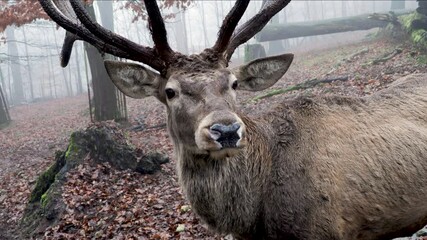 Close up shot of adult deer with horns posing into camera during mystic foggy day in forest. Portrait view.
